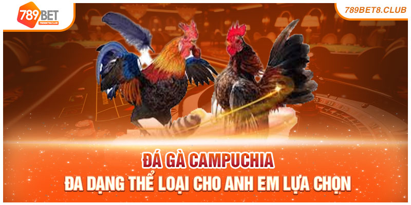 Đá Gà Campuchia Đa Dạng Thể Loại Cho Anh Em Lựa Chọn