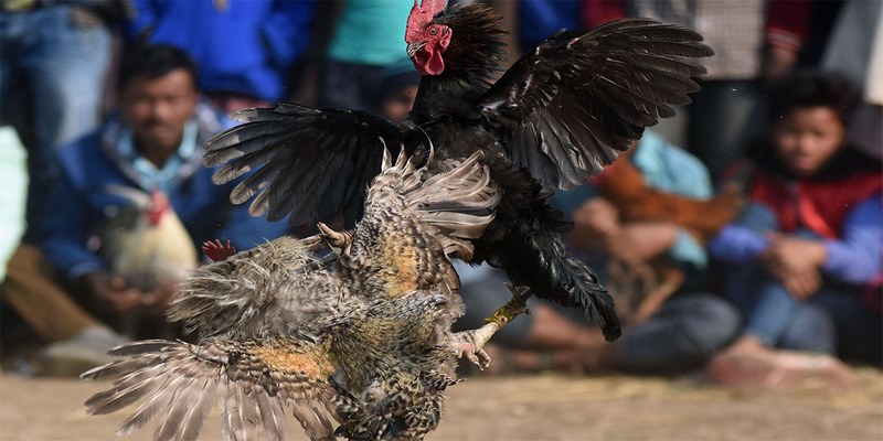 Đá Gà Campuchia Đa Dạng Thể Loại Cho Anh Em Lựa Chọn